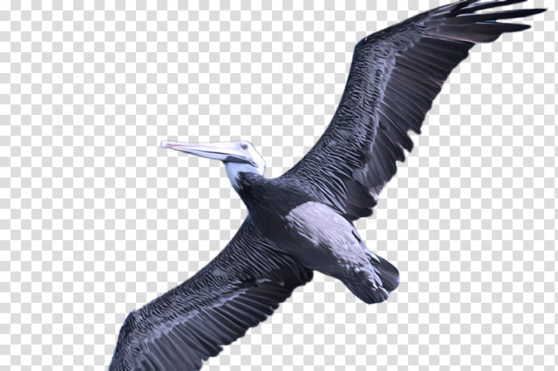 bird beak wing seabird suliformes, Vulture, Gannet, Condor, Goose transparent background PNG clipart