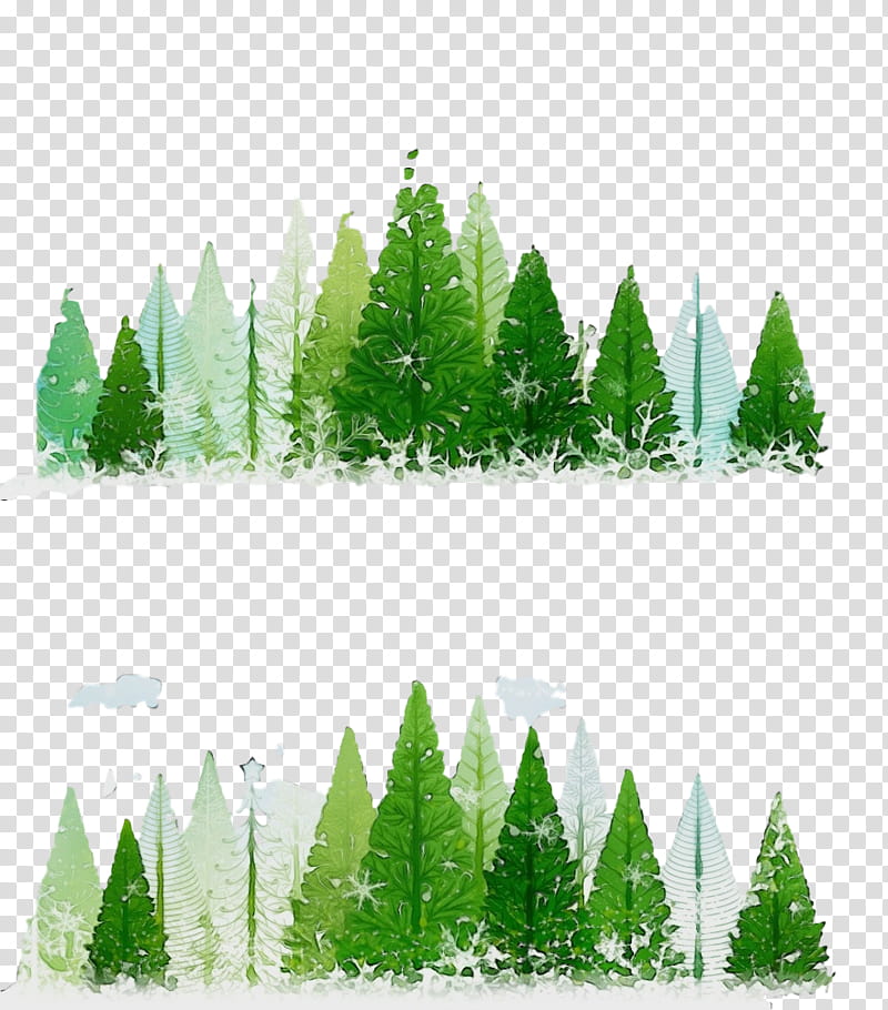 shortleaf black spruce green oregon pine tree evergreen, Watercolor, Paint, Wet Ink, Natural Landscape, Plant, Colorado Spruce transparent background PNG clipart