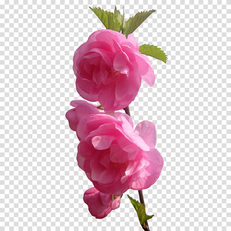 Pink Flower, Garden Roses, Petal, Beach Rose, Plants, Flower Garden, Cabbage Rose, Cut Flowers transparent background PNG clipart