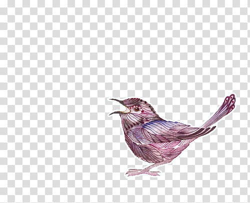 purple bird transparent background PNG clipart