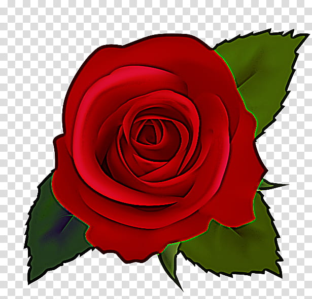 Garden roses, Flower, Red, Hybrid Tea Rose, Rose Family, Petal, Plant, Floribunda transparent background PNG clipart