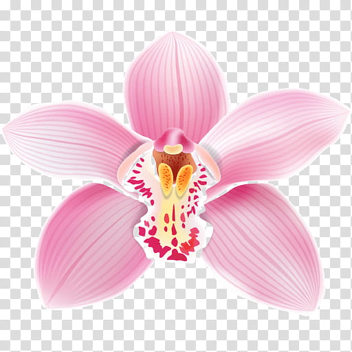 Pink Flower, Orchids, Cattleya Orchids, Petal, Moth Orchid, Plant, Magenta, Terrestrial Plant transparent background PNG clipart