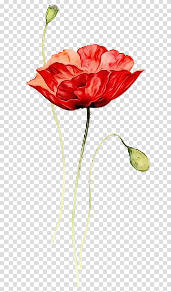 Garden roses, Watercolor, Paint, Wet Ink, Flower, Red, Petal, Cut Flowers transparent background PNG clipart