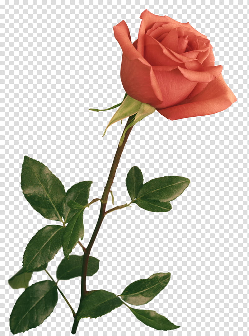 Wedding Invitation Flowers, Rose, Drawing, shop Plugin, Garden Roses, Rose Family, Plant, Rose Order transparent background PNG clipart