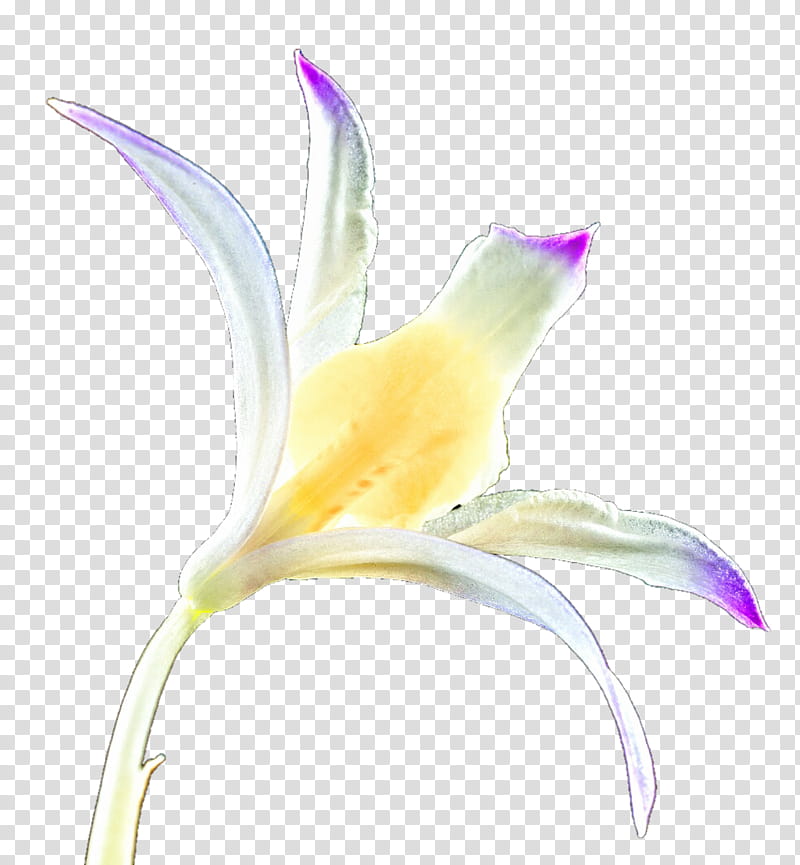 Wild Orchid transparent background PNG clipart