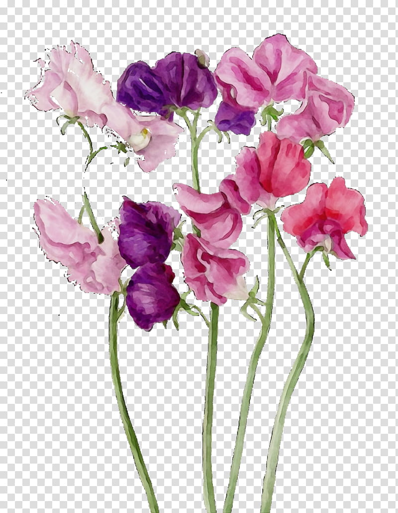 flower flowering plant plant petal cut flowers, Watercolor, Paint, Wet Ink, Purple, Pink, Violet, Sweet Pea transparent background PNG clipart