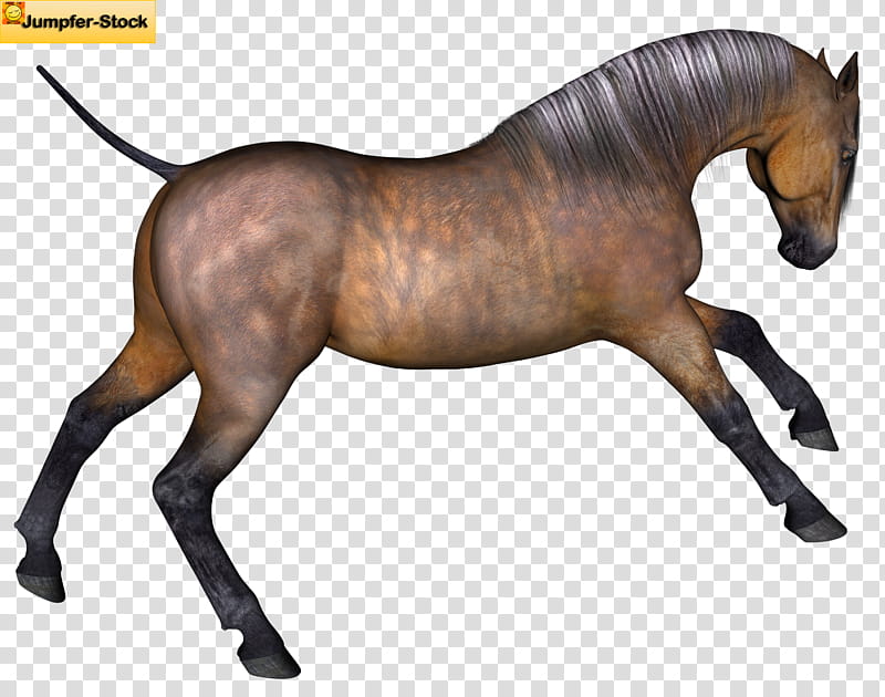 Bay Horse , brown horse illustration transparent background PNG clipart