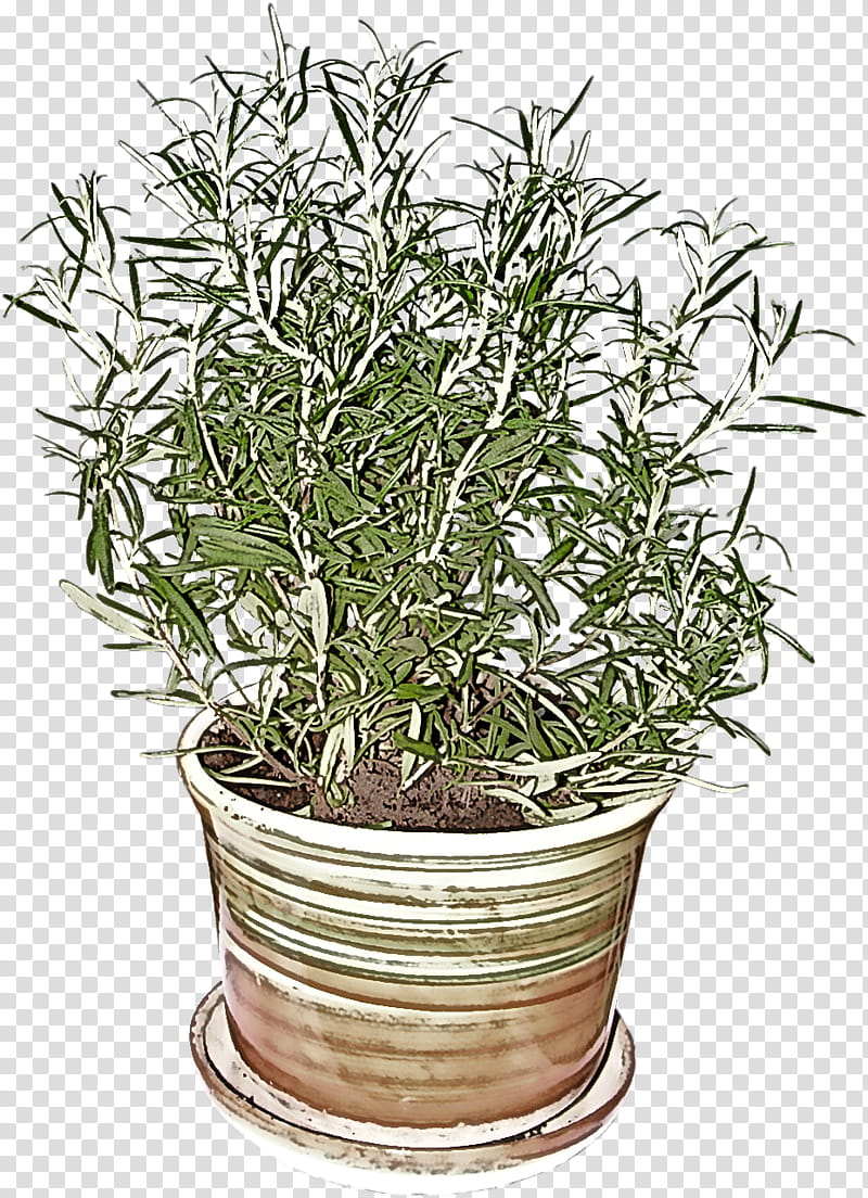 Rosemary, Flowerpot, Plant, Houseplant, Grass, Tarragon, Herb, Shrub transparent background PNG clipart