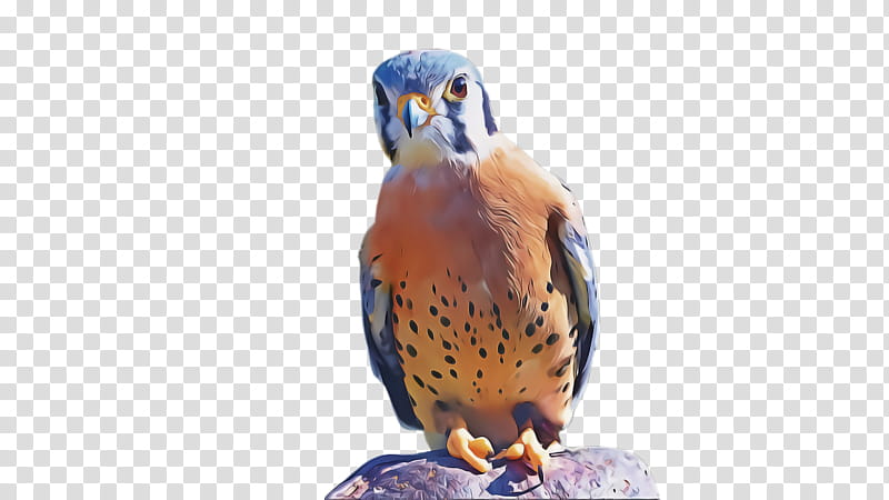 bird bird of prey beak peregrine falcon falcon, Hawk, Barn Owl, Falconiformes, Sharpshinned Hawk transparent background PNG clipart