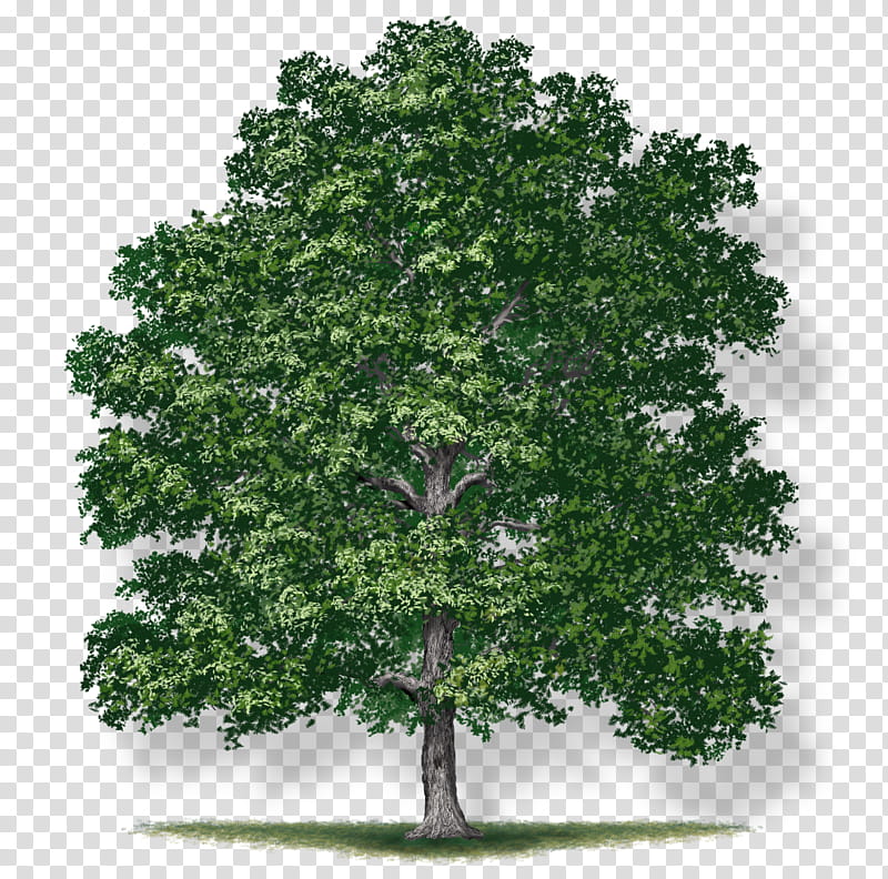 Red Maple Leaf, White Oak, Northern Red Oak, Tree, Bur Oak, Wood, Hardwood, White Oak Tree transparent background PNG clipart