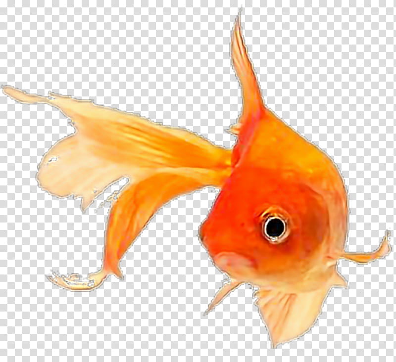 Orange, Fish, Goldfish, Fin, Feeder Fish, Bonyfish, Tail, Koi transparent background PNG clipart