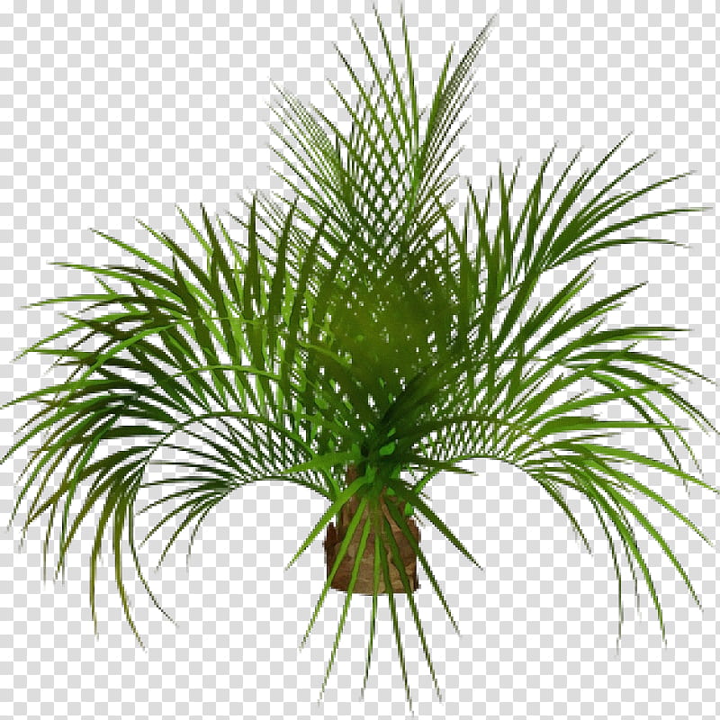 Palm Oil Tree, Watercolor, Paint, Wet Ink, Palm Trees, Date Palm, Babassu, Embryophyte transparent background PNG clipart