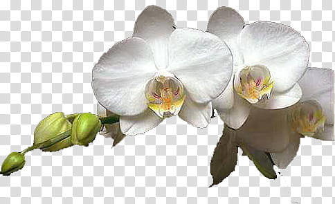 collection, white orchids transparent background PNG clipart