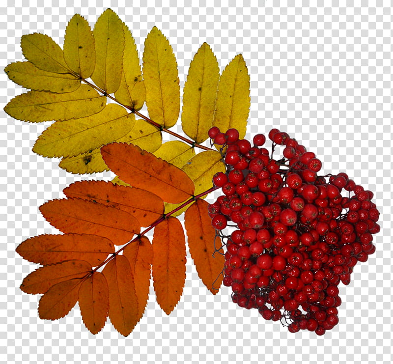Family Tree, Rowan, Berries, Rose Family, Shrub, Deciduous, Leaf, Fruit transparent background PNG clipart