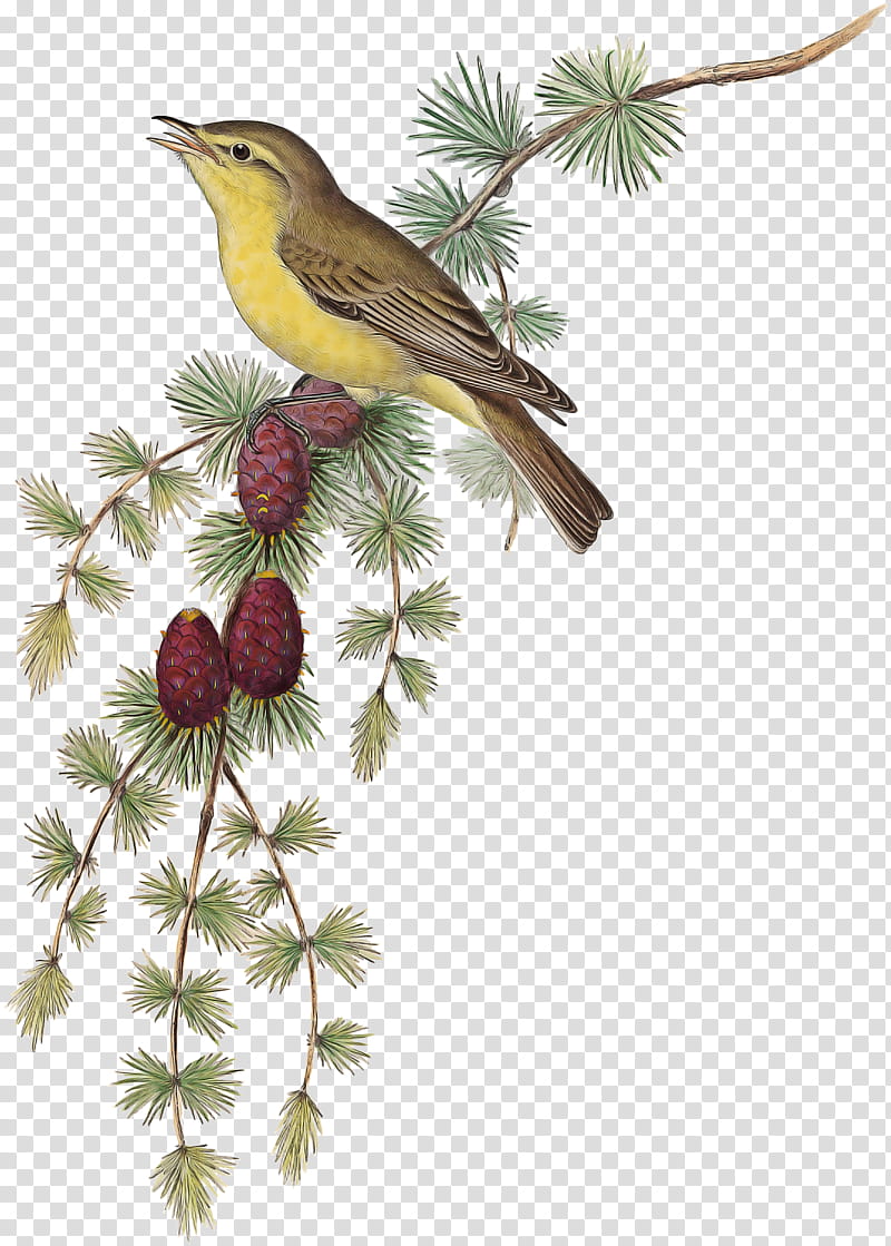 Robin Bird, Common Nightingale, Woodpecker, Wren, Beak, Sparrow, Parrot, Kinglet transparent background PNG clipart