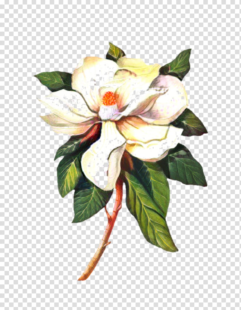 Bouquet Of Flowers Drawing, Rose, Cut Flowers, Watercolor Painting, Flower Bouquet, Magnolia, Floral Design, Petal transparent background PNG clipart