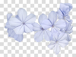 #22 flowers transparent background PNG clipart thumbnail