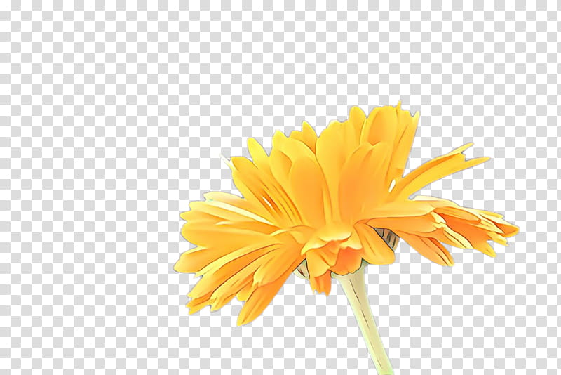 Flowers, Marigold, Blossom, Bloom, Flora, Lily, Petal, Desktop transparent background PNG clipart