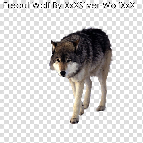Precut Wolf, standing adult wolf transparent background PNG clipart