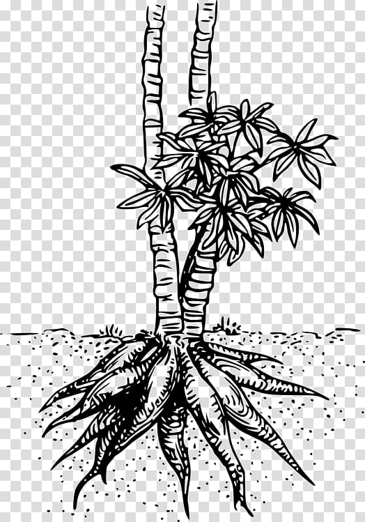 Palm Tree Drawing, Cassava, Tapioca, Bubble Tea, Food, Plants, Root, Tapioca Chip transparent background PNG clipart
