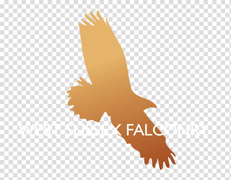 Eagle Logo, Bald Eagle, Drawing, Silhouette, Painting, Animal, Golden Eagle, Bird transparent background PNG clipart