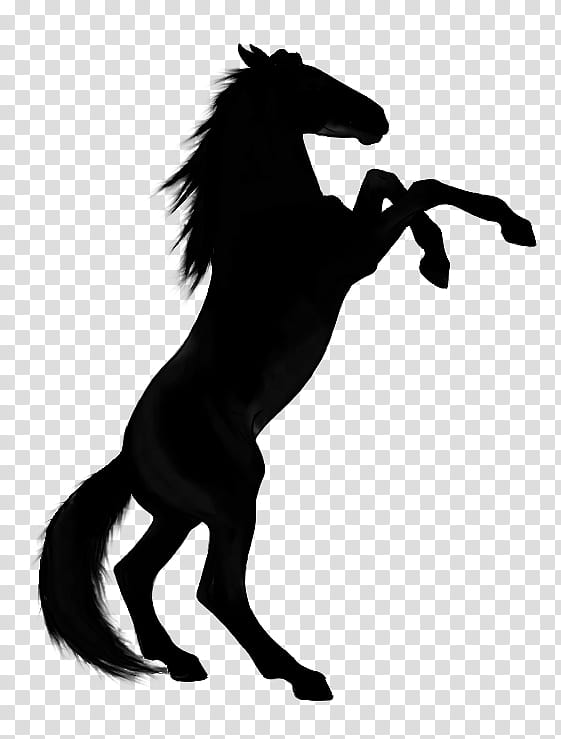 Horse, Arabian Horse, Rearing, Stallion, Bay, Black, Silhouette, Equestrian transparent background PNG clipart