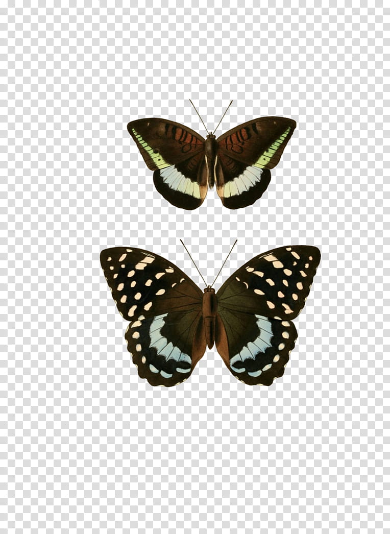 Monarch Butterfly, Insect, Pieridae, Blacktipped Archduke, Moth, Tanaecia, Lepidoptera, Limenitidinae transparent background PNG clipart