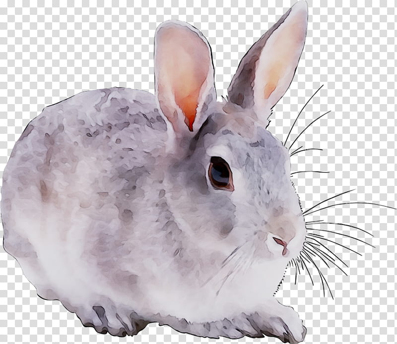 Mountain, Drawing, Snowshoe, Painting, Snowshoe Hare, Rabbit, Cartoon, Mountain Cottontail transparent background PNG clipart