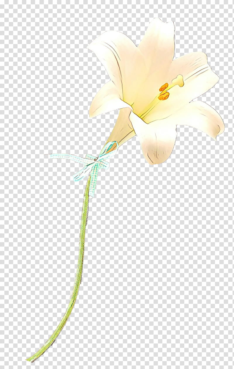 Flowers, Moth Orchids, Cut Flowers, Plant Stem, Herbaceous Plant, Plants, White, Yellow transparent background PNG clipart