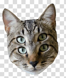 Catwang, gray tab transparent background PNG clipart