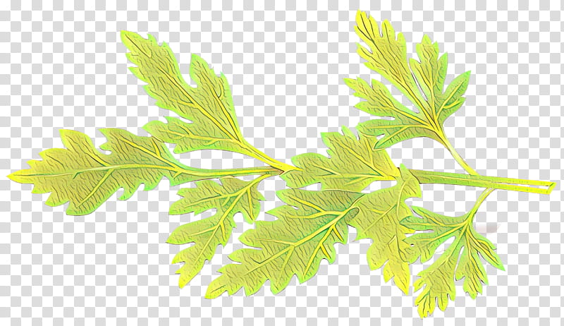 Drawing Of Family, Herb, Rosemary, Peppermint, Basil, Leaf, Flower, Plant transparent background PNG clipart