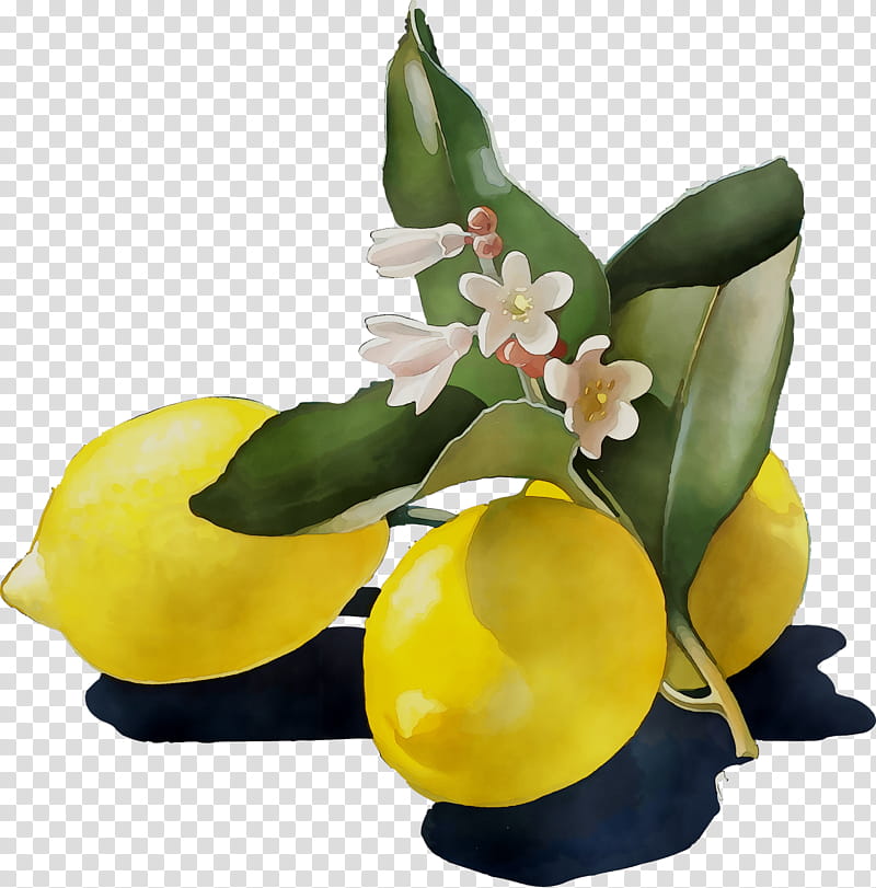 Flowers, Lemon, Yellow, Cut Flowers, Citrus, Plant, Vase, Fruit transparent background PNG clipart