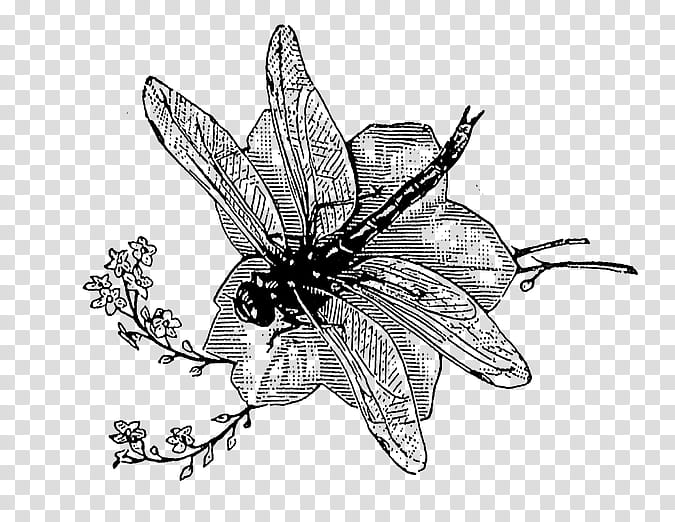 Black And White Flower, Honey Bee, Butterfly, M 0d, Line Art, Black White M, Advertising, Drawing transparent background PNG clipart