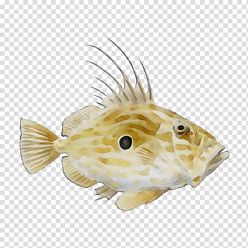 Fish, Porcupine Fishes, Bonyfish transparent background PNG clipart