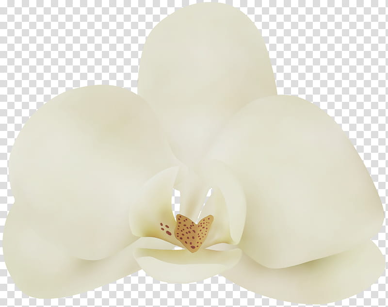 white petal flower moth orchid plant, Watercolor, Paint, Wet Ink, Beige, Magnolia, Candle, Magnolia Family transparent background PNG clipart
