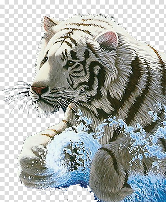 Tigres Blancos transparent background PNG clipart