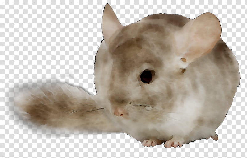 Hamster, Chinchilla, Fur, Whiskers, Snout, Rabbit, Mouse, Muroidea transparent background PNG clipart