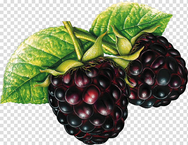 Grape Leaf, Blackberry, Fruit, Raspberry, Berries, Food, Juice, Strawberry transparent background PNG clipart