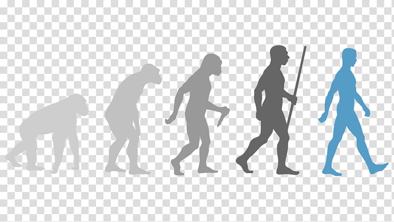 Group Of People, Evolution, Human Evolution, Wall Decal, Science, Introduction To Evolution, Sticker, Evolutionary Computation transparent background PNG clipart