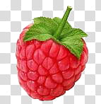 Summer , raspberry fruit illustration transparent background PNG clipart