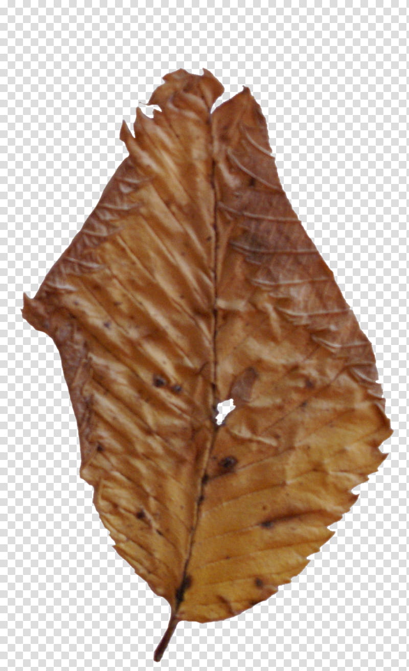 Fallen Leaves s, dry leaf transparent background PNG clipart