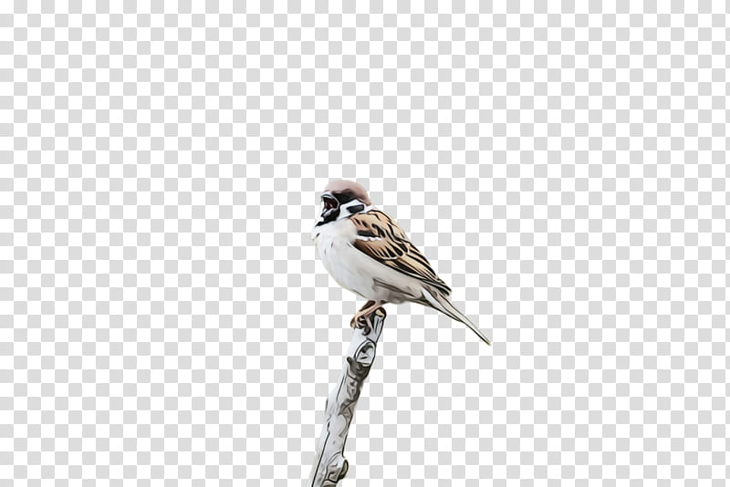 bird sparrow beak house sparrow emberizidae, Watercolor, Paint, Wet Ink, Perching Bird, Songbird, Finch, Wildlife transparent background PNG clipart