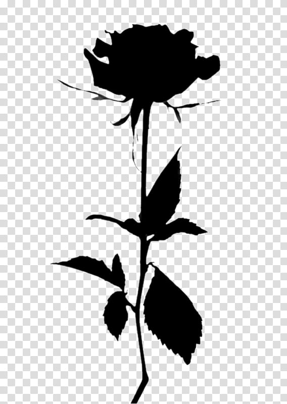 Love Rose Flower, Tell Me You Love Me, Garden Roses, Drawing, White Rose Of York, Demi Lovato, Blackandwhite, Plant transparent background PNG clipart