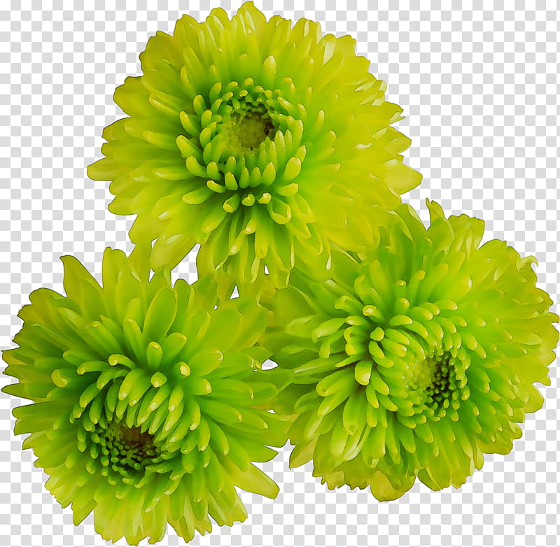 Flowers, Crown Daisy, Chrysanthemum, Green, Cut Flowers, Yellow, Daisy Family, Color transparent background PNG clipart