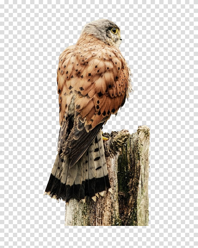 Owl, Hawk, Bird, Eagle, Bird Of Prey, Falcon, Western Marsh Harrier, grapher transparent background PNG clipart