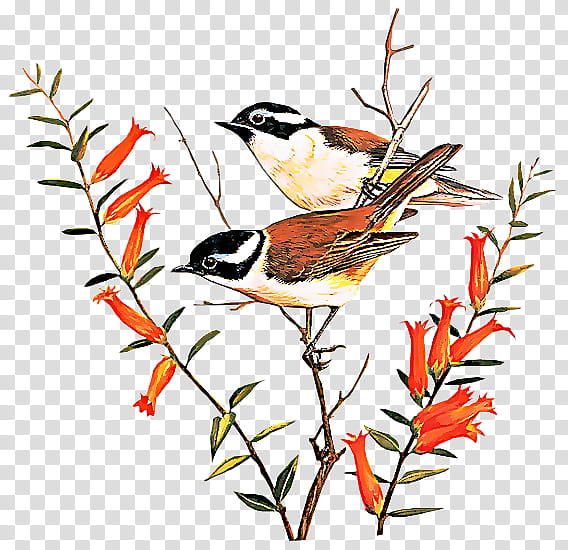bird beak songbird perching bird plant, Branch, Chickadee, Twig, Northern Grey Shrike, Finch transparent background PNG clipart