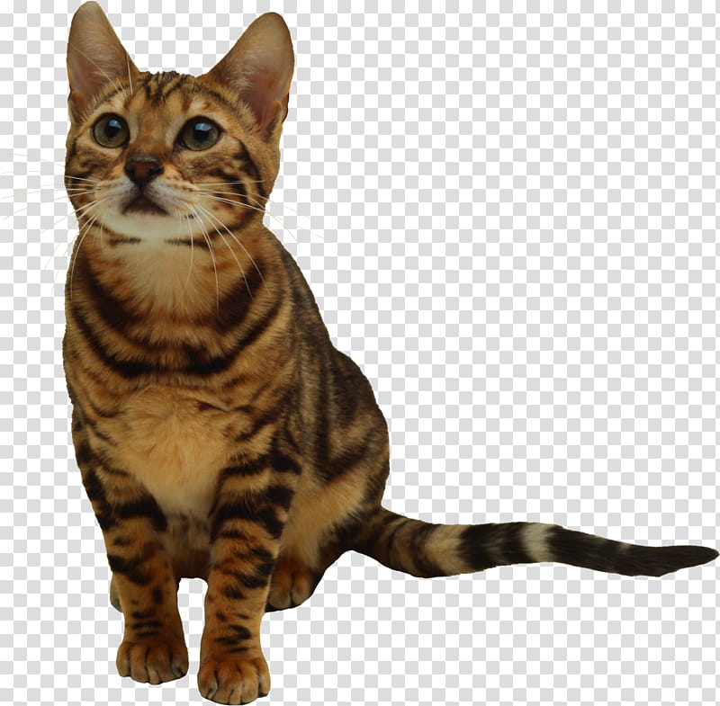 High Quality  Cats , brown and black cat transparent background PNG clipart