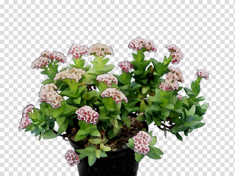 Pink Flowers, Cut Flowers, Floral Design, Annual Plant, Herb, Shrub, Cornales, Plants transparent background PNG clipart