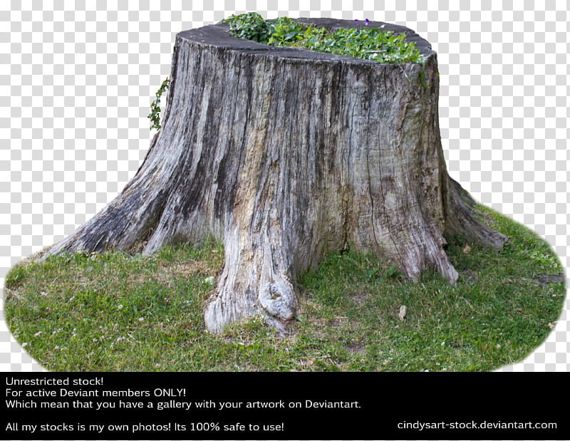 Stump , brown tree trunk with grass transparent background PNG clipart