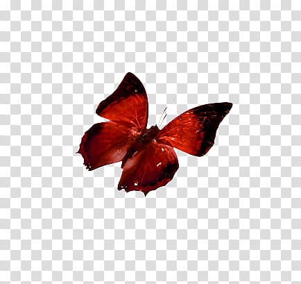 Mariposas, red and black butterfly transparent background PNG clipart